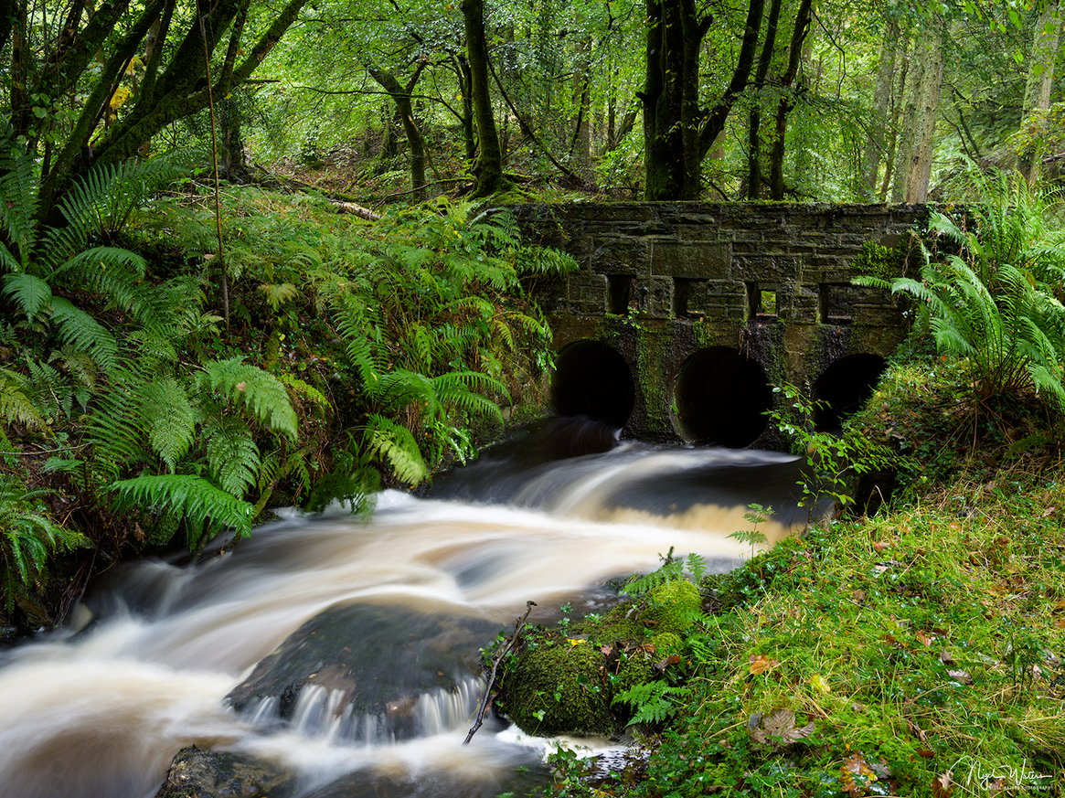 Signed Limited Edition Fine Art Woodland Print titled Tranquility taken in Rain Forests of Wales.