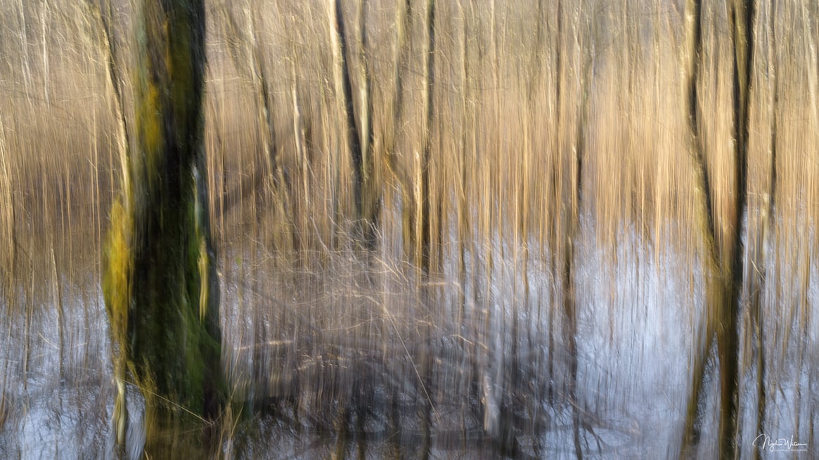 Limited Edition Abstract Nature Photograph Fine Art Print titled Golden Reverberations