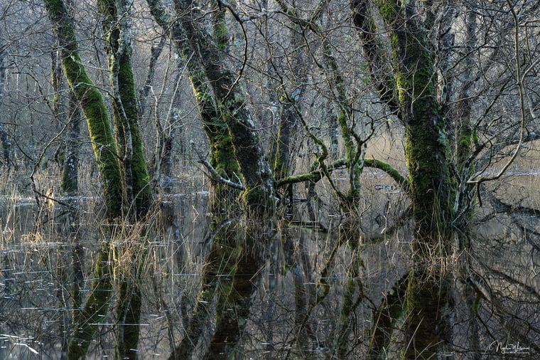 Signed Limited Edition Fine Art Woodland Print titled Submerged Sovereignty.