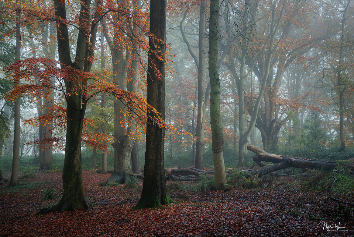 Divine Solace - Autumn Forest Woodland Photograph