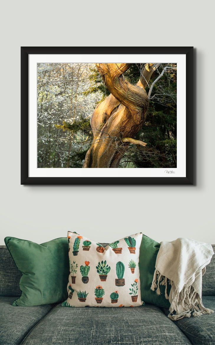 Contortion Fine Art Print by Nigel Waters Photography